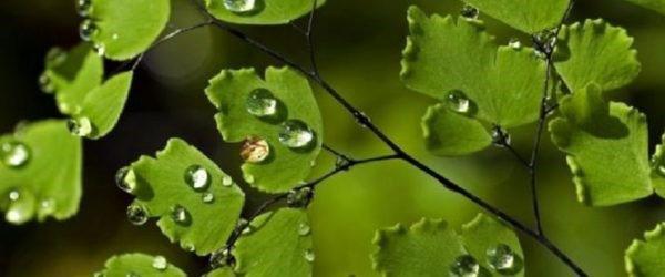 waterdruppels op venushaarbladeren