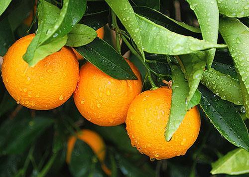 Sinaasappels zijn het hele jaar door vitamines