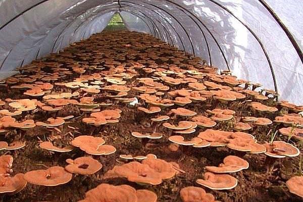 reishi paddenstoel in een kas