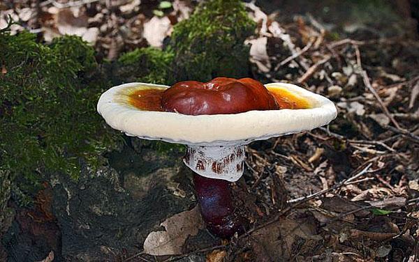 reishi paddenstoel in het wild