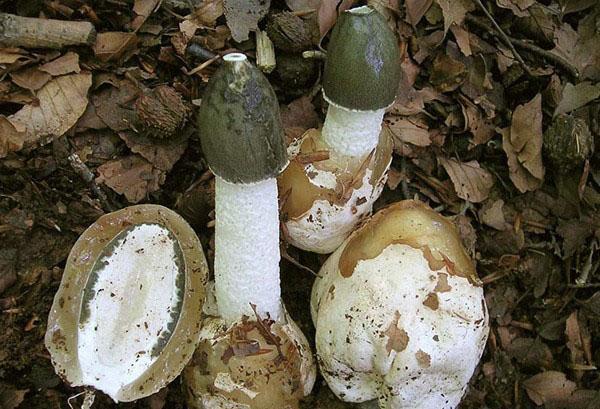 Veselka-paddenstoel van rudiment tot stengel