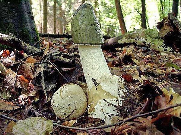 paddenstoelenveselka in het bos