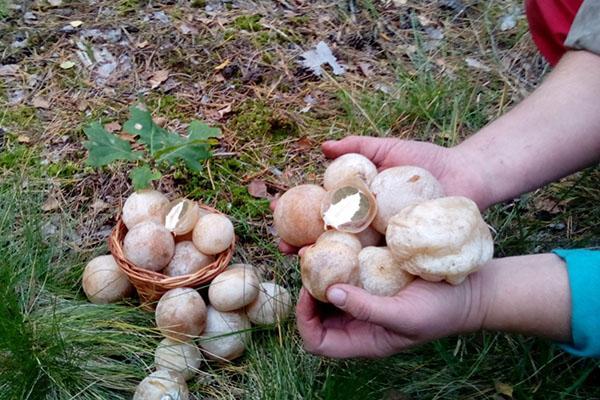 paddenstoelen plukken