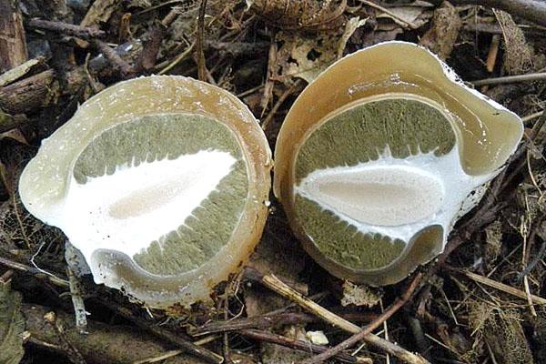 gesneden veselka-paddenstoel