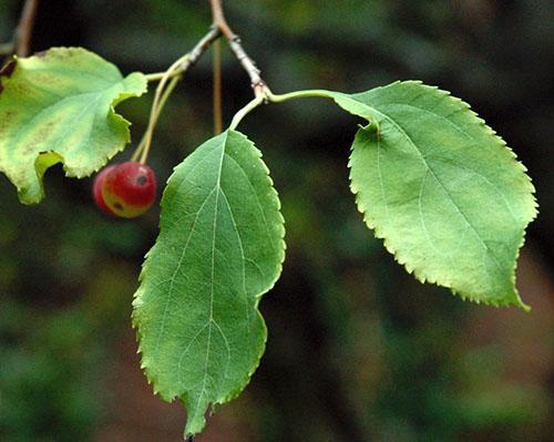 Appelbladeren worden gebruikt voor bronchiale aandoeningen