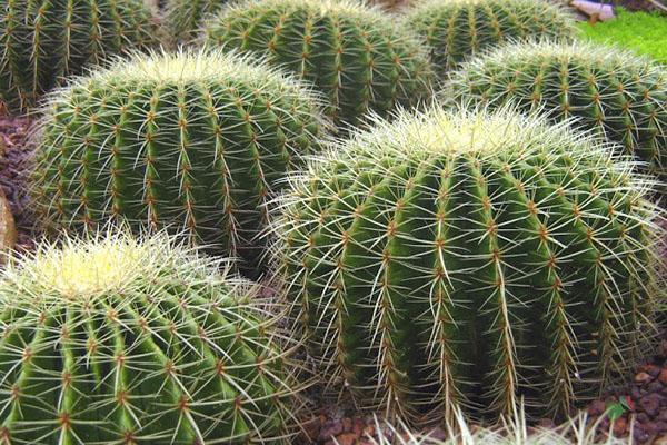 kaktusi u divljini