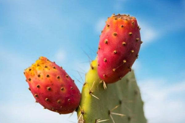 plod kaktusa