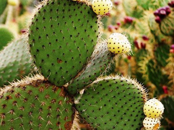 korisna svojstva kaktusa