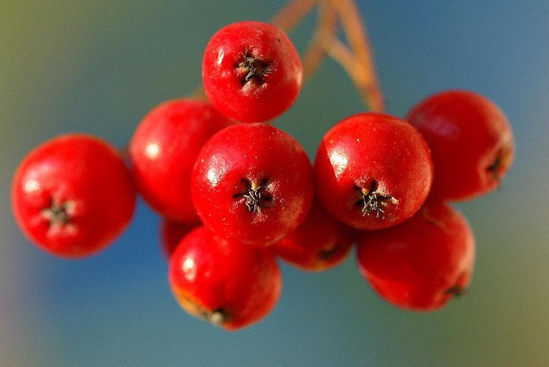 nuttige eigenschappen van rode lijsterbes in fruit