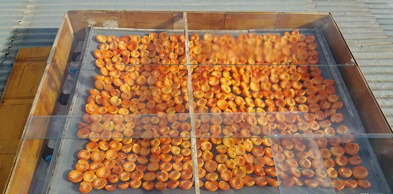 Perziken drogen in de zon