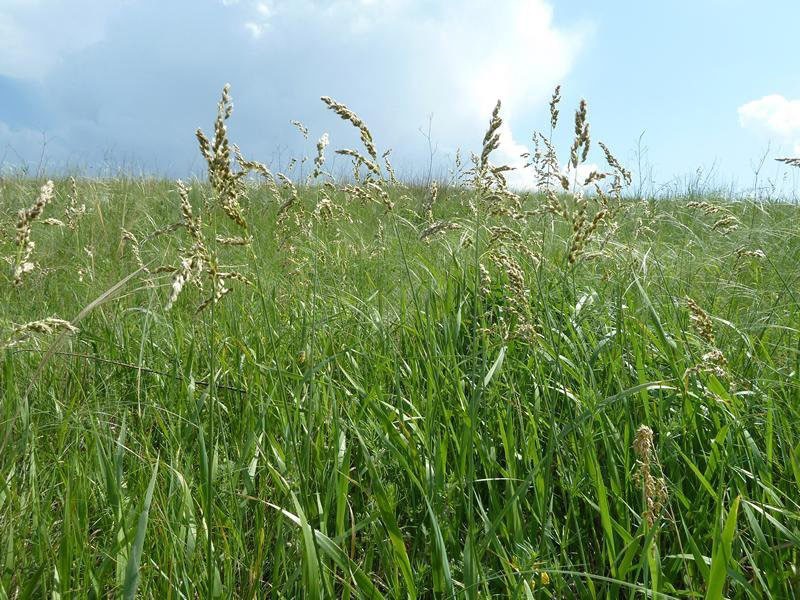 bizonska trava u polju