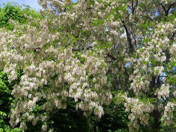 acacia bloeit eind mei