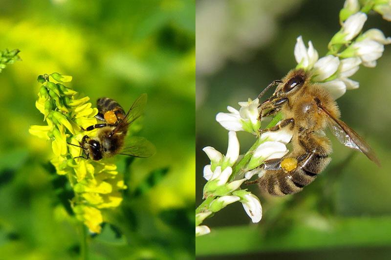 pčele sakupljaju nektar slatke djeteline