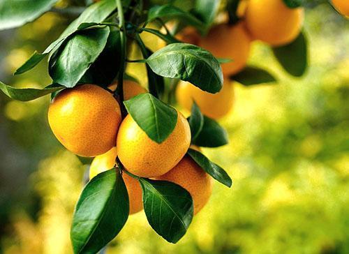 Sočne slatke mandarine