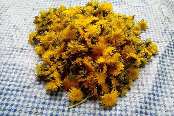 cvjetovi maslačka za med