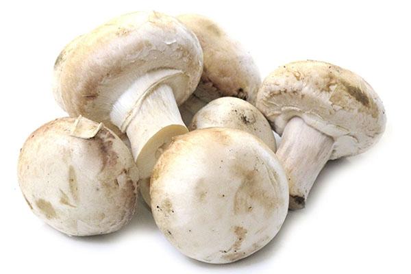 de voordelen en nadelen van champignons voor het lichaam