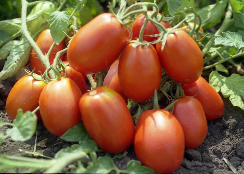 hoogproductieve rio grande tomaat