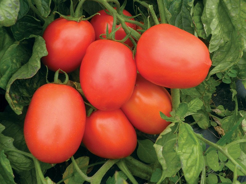 tomaten rijpen