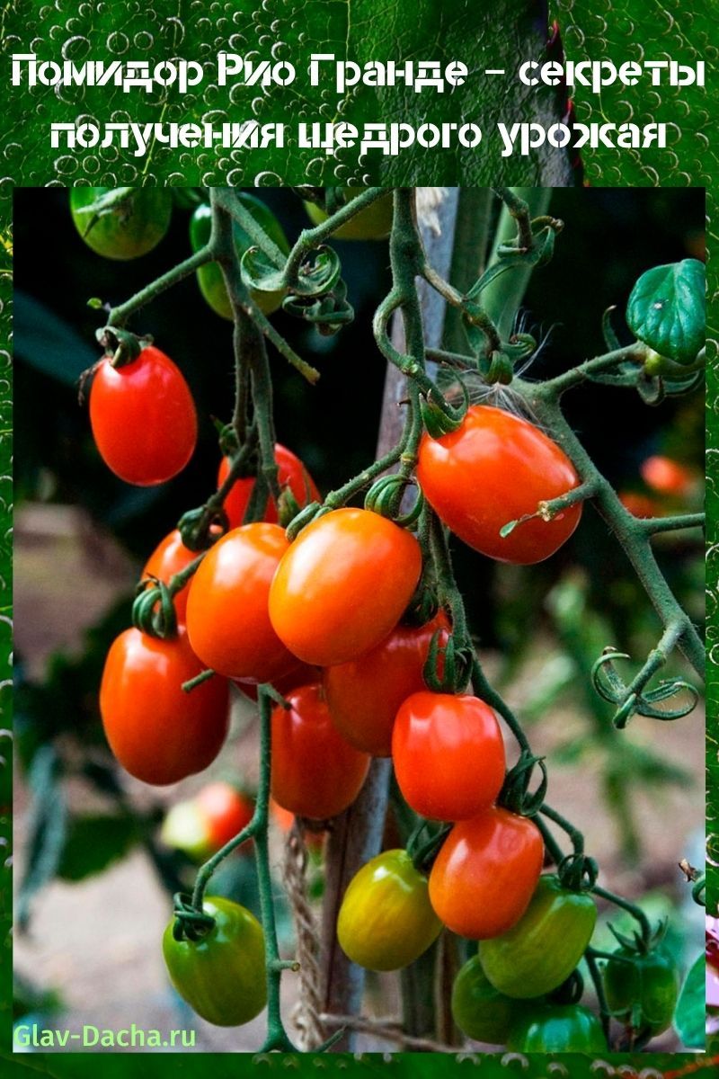 Rio Grande tomaat