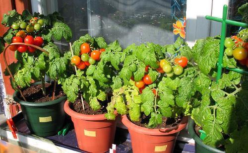 Cherry rajčice niskog rasta na prozorskoj dasci - fotografija