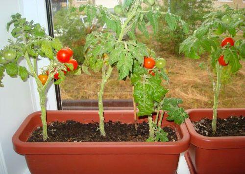 Na slici su cherry rajčice u posudama uzgojenim na prozorskoj dasci
