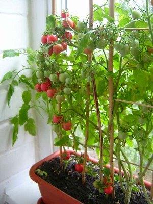 Na fotografiji su visoke cherry rajčice