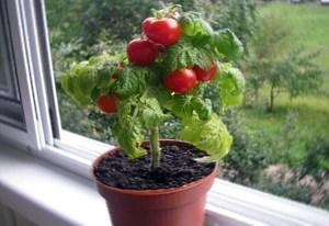 Na fotografiji, premala cherry rajčica na prozorskoj dasci