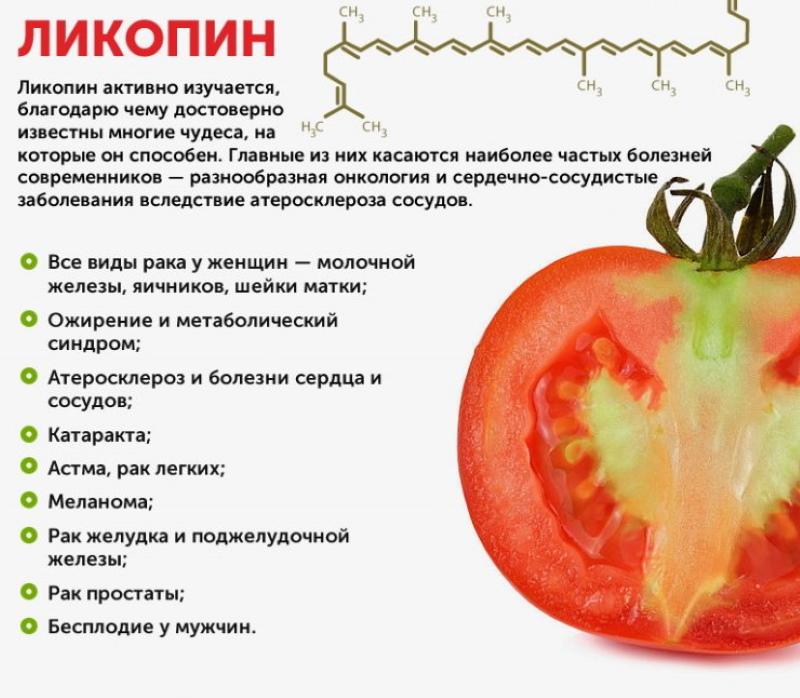 korisna svojstva rajčice