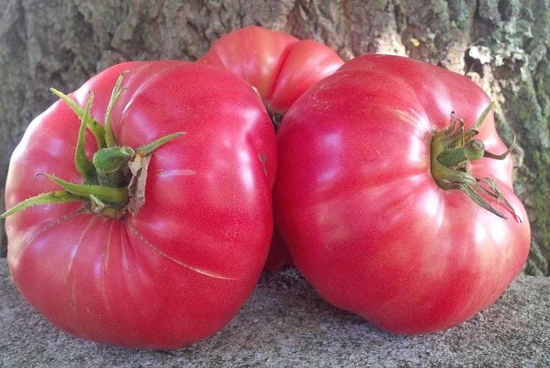grote sappige vruchten van tomaat suiker bizon