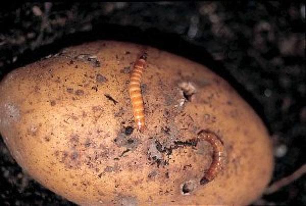 draadworm aardappel plaag