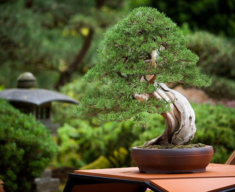 stilovi bonsaija