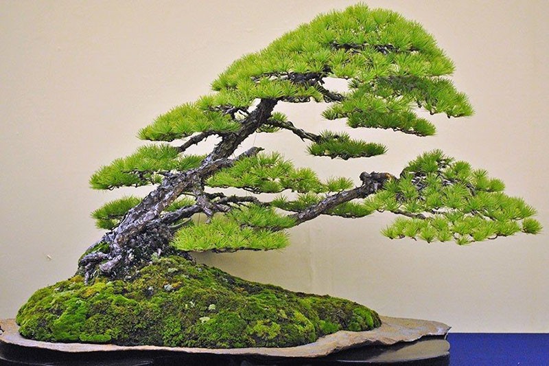 kosi bonsai stil