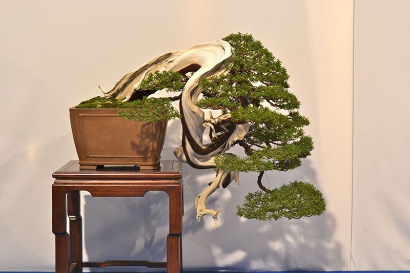 bonsai kengijski stil