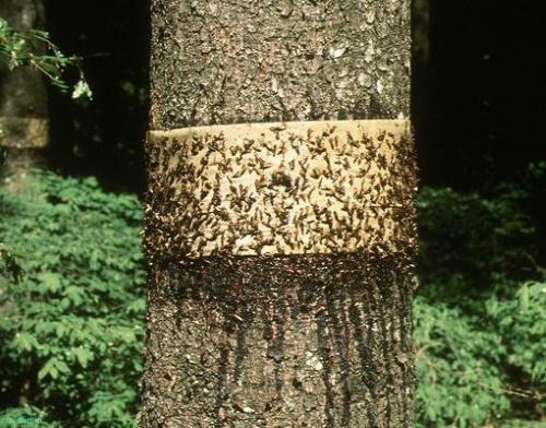 mierenvallen