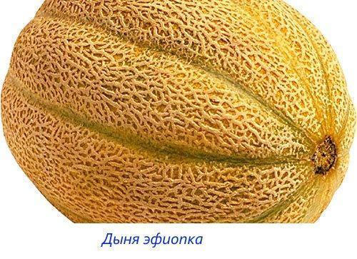 Meloen Ethiopisch