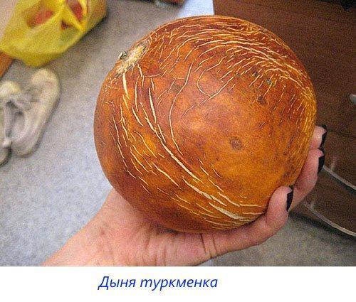 Meloen Turkmeens