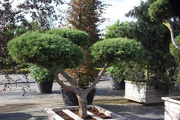 jeneverbes tuin bonsai tamariscifolia