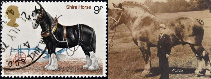 Geschiedenis van het Shire-paardenras