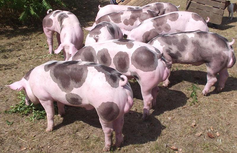 varkensras Pietrain op de binnenplaats