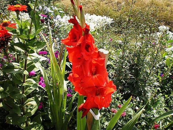 cvjetajući gladiolus