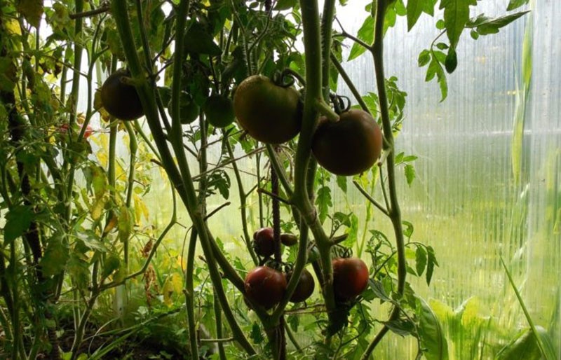 grmovi rajčice Kumato