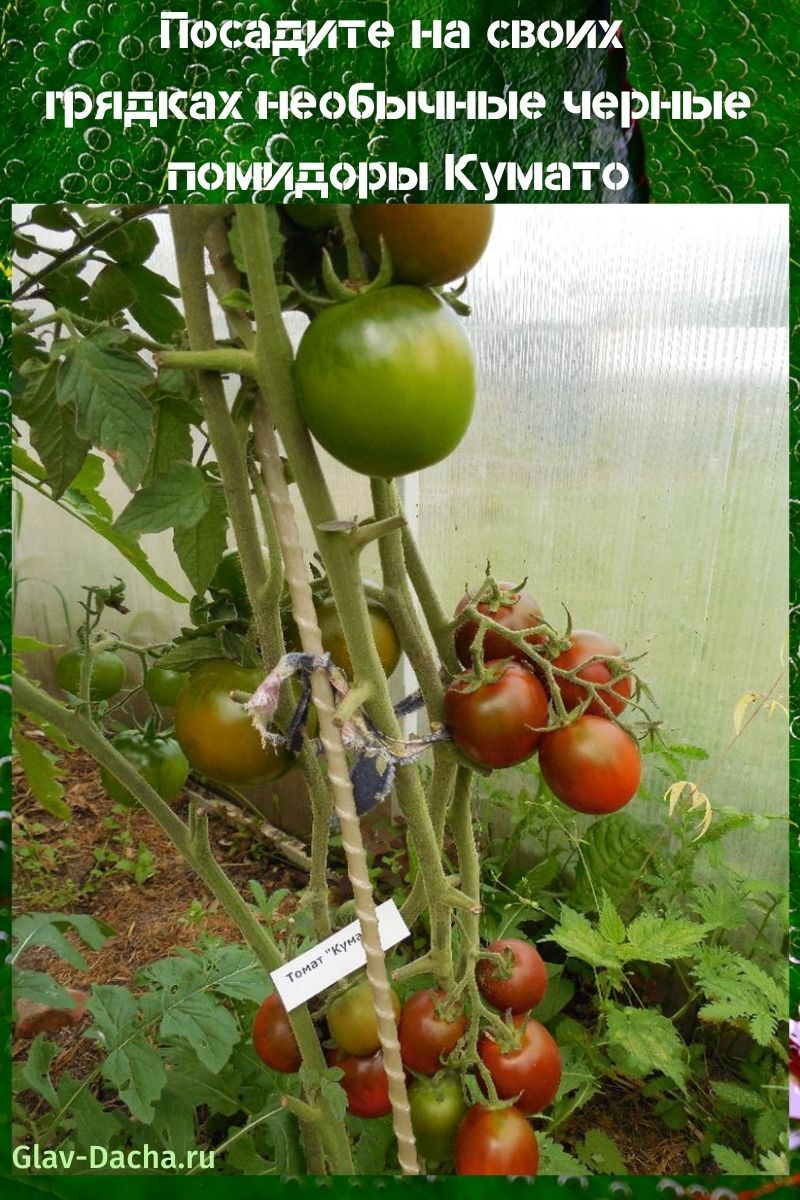 paradajz kumato