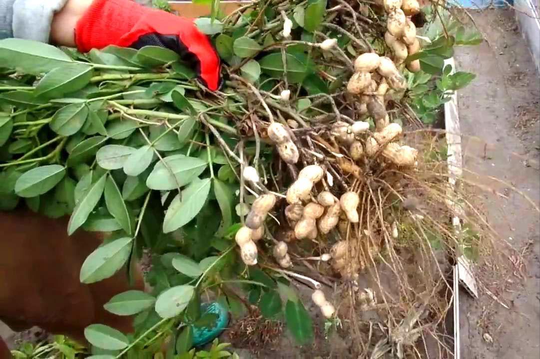 uzgoj kikirikija u zemlji