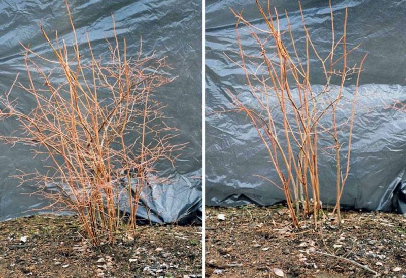 grm borovnice prije i poslije obrezivanja
