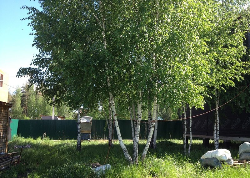 berkenbomen groeien in hun zomerhuisje