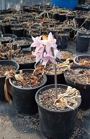 Hoće li amaryllis cvjetati ovisi o kvaliteti korištenog tla.