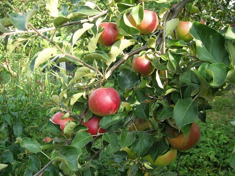 obilježja sorte jabuka Lobo