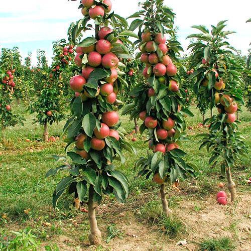 Verzorgde tuin van zuilvormige appelbomen