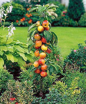 Zuilvormige appelboom in uw tuin