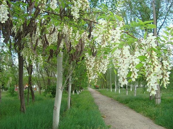 witte acacia in het park